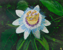 Painting: Passionflower